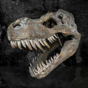 Tyrannosaurus Rex Skull Large 51.5cm B/strap