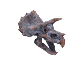 Triceratops Head 23cm