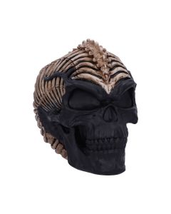 Spine Head Skull (JR) 18.5cm Skulls Statues Medium (15cm to 30cm)