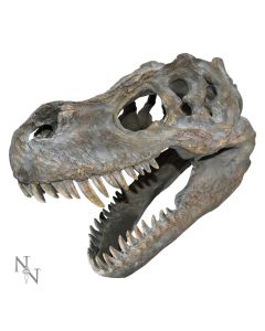 Tyrannosaurus Rex Skull Small 39.5cm B/strap Dinosaurs Dinosaurs