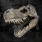 Tyrannosaurus Rex Skull Large 51.5cm B/strap Dinosaurs De retour en stock