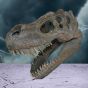 Tyrannosaurus Rex Skull Small 39.5cm B/strap Dinosaurs Out Of Stock