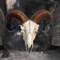 Rams Skull Medium 33cm Animal Skulls De retour en stock