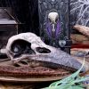 Edgar's Raven Skull 21cm Animal Skulls De retour en stock