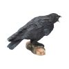 Raven's Call 20cm Ravens Corbeaux