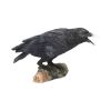 Raven's Call 20cm Ravens Corbeaux