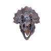 Triceratops Head 23cm Dinosaurs Out Of Stock