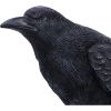 Raven Messenger 25cm Ravens New Arrivals