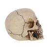 Rose From the Dead 15cm Skulls Gifts Under £100