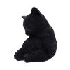 Daydream 13cm Cats New Arrivals
