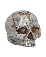 Fracture (Small) 11cm Skulls Articles en Vente